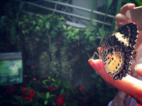 Butterfly Garden, Changi
