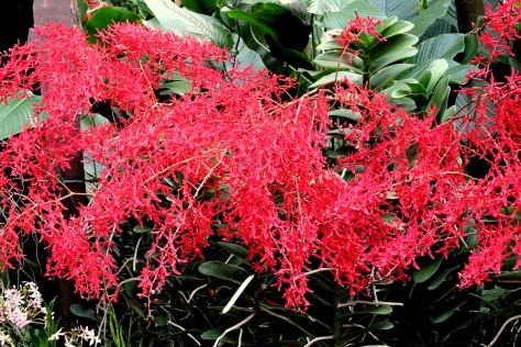 botanical gardensingapore/tripofun