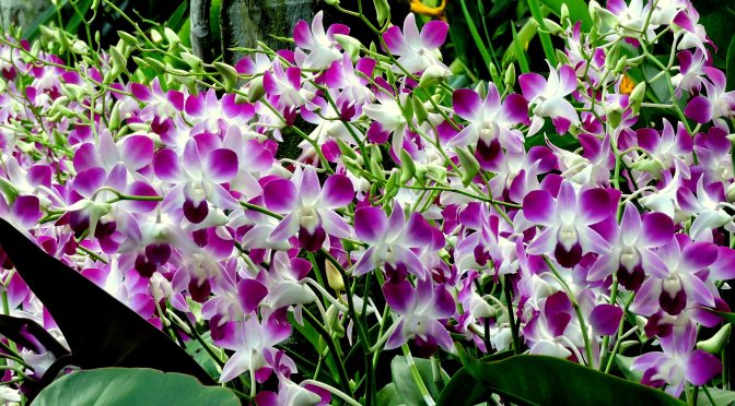 Orchid Extravaganza  @  National Orchid Garden, Singapore
